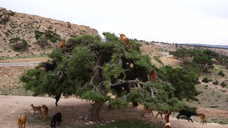 Pigs may or may not fly, but goats really do climb trees!